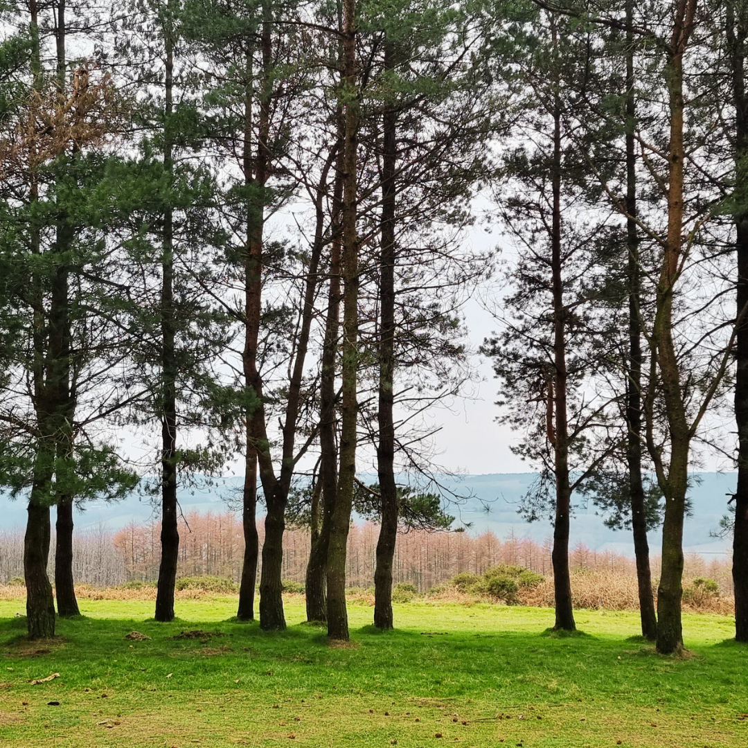 Trees